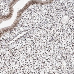 ZNF521 Antibody, Novus Biologicals:Antibodies:Primary Antibodies
