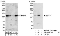 ZNF574 Antibody, Novus Biologicals 0.1mL; Unlabeled:Antibodies, Polyclonal