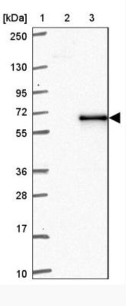 ZNF597 Antibody, Novus Biologicals 25 &mu;L; Unlabeled:Antibodies, Polyclonal
