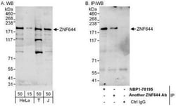 ZNF644 Antibody, Novus Biologicals 0.1mg; Unlabeled:Antibodies, Polyclonal