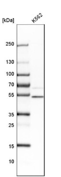 ZNF650 Antibody, Novus Biologicals 0.1mL; Unlabeled:Antibodies, Polyclonal