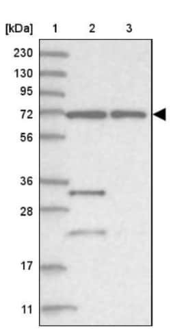 ZNF674 Antibody, Novus Biologicals:Antibodies:Primary Antibodies