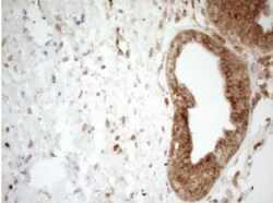 ZNF69 Antibody (OTI3C3), Novus Biologicals 0.1mL; Unlabeled:Antibodies,