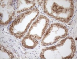 ZNF69 Antibody (OTI3C3), Novus Biologicals 0.1mL; Unlabeled:Antibodies,