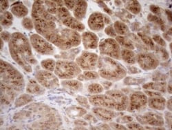 ZNF69 Antibody (OTI3C3), Novus Biologicals 0.1mL; Unlabeled:Antibodies,
