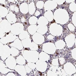 ZNF692 Antibody, Novus Biologicals:Antibodies:Primary Antibodies