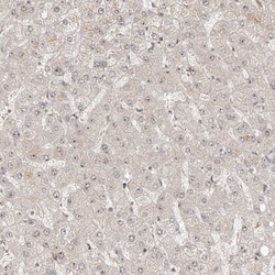 ZNF710 Antibody, Novus Biologicals:Antibodies:Primary Antibodies