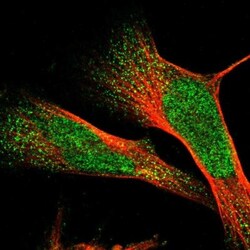 ZNF750 Antibody, Novus Biologicals 0.1mL; Unlabeled:Antibodies, Polyclonal