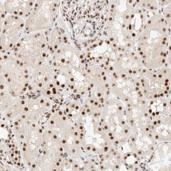 ZNF768 Antibody, Novus Biologicals:Antibodies:Primary Antibodies