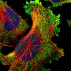 ZNF800 Antibody, Novus Biologicals:Antibodies:Primary Antibodies