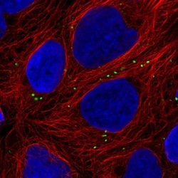 ZNF813 Antibody, Novus Biologicals:Antibodies:Primary Antibodies