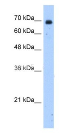 ZNF823 Antibody, Novus Biologicals:Antibodies:Primary Antibodies