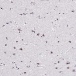 ZNF860 Antibody, Novus Biologicals:Antibodies:Primary Antibodies