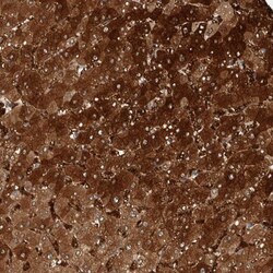 ZNF862 Antibody, Novus Biologicals 25 &mu;L; Unlabeled:Antibodies, Polyclonal