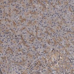 ZNRF1 Antibody, Novus Biologicals 0.1mL; Unlabeled:Antibodies, Polyclonal