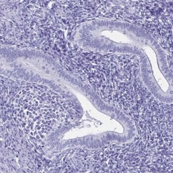 ZPBP2 Antibody, Novus Biologicals 25 &mu;L, Unlabeled:Antibodies, Polyclonal