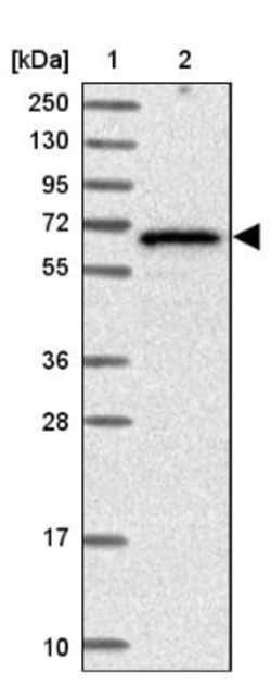 ZSWIM1 Antibody, Novus Biologicals:Antibodies:Primary Antibodies