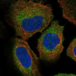 ZW10 Antibody, Novus Biologicals 0.1mL; Unlabeled:Antibodies, Polyclonal