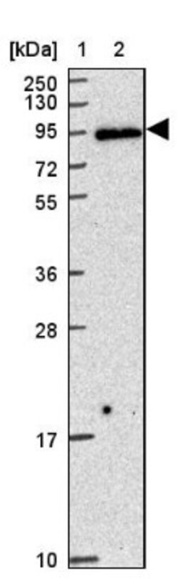 ZW10 Antibody, Novus Biologicals 0.1mL; Unlabeled:Antibodies, Polyclonal