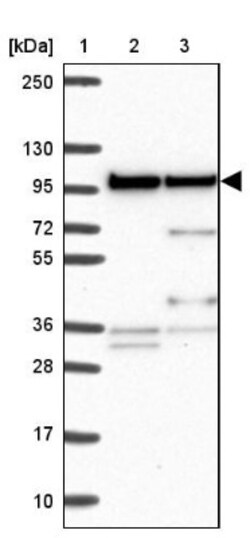 ZW10 Antibody, Novus Biologicals:Antibodies:Primary Antibodies