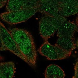 ZWINT Antibody, Novus Biologicals 0.1mL; Unlabeled:Antibodies, Polyclonal