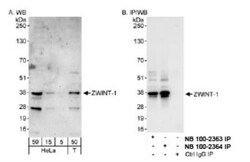 ZWINT Antibody, Novus Biologicals 0.1mL; Unlabeled:Antibodies, Polyclonal