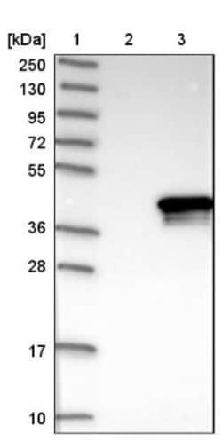 ZWINT Antibody, Novus Biologicals 0.1 mL | Buy Online | Novus Biologicals | Fisher Scientific