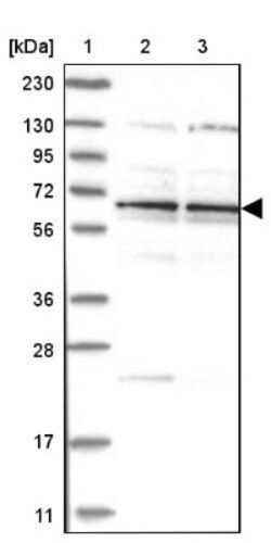 Zinc finger protein 324B Antibody, Novus Biologicals:Antibodies:Primary