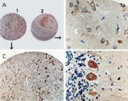 Caspase-8 Antibody, Novus Biologicals:Antibodies:Primary Antibodies
