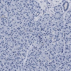 alcohol dehydrogenase 4 Antibody, Novus Biologicals:Antibodies:Primary