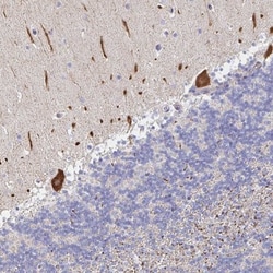 alpha 1 Mannosidase 1A Antibody, Novus Biologicals 25 &mu;L, Unlabeled:Antibodies,