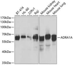 alpha-1A Adrenergic R/ADRA1A Rabbit anti-Human, Mouse, Rat, Polyclonal,