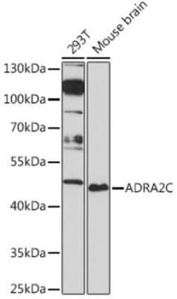 alpha-2C Adrenergic R/ADRA2C Rabbit anti-Human, Mouse, Polyclonal, Novus