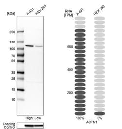 alpha-Actinin 1 Antibody, Novus Biologicals 0.1mL; Unlabeled:Antibodies,