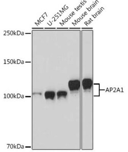 alpha Adaptin Rabbit anti-Human, Mouse, Rat, Clone: 8R8B6, Novus Biologicals
