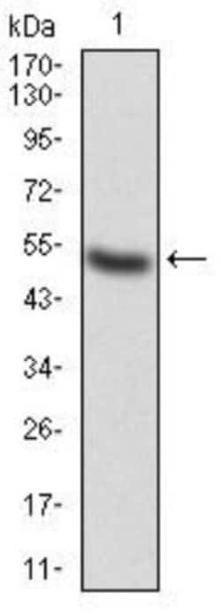 alpha Adducin Antibody (5D4H1) - BSA Free, Novus Biologicals:Antibodies:Primary