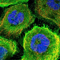 alpha-Aminoadipate Aminotransferase Antibody, Novus Biologicals:Antibodies:Primary