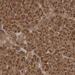 alpha COP I Antibody, Novus Biologicals 25 &mu;L; Unlabeled:Antibodies,