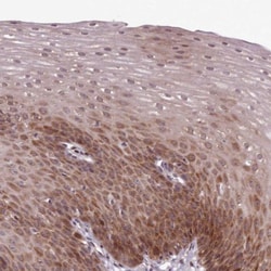 alpha Endosulfine Antibody, Novus Biologicals 0.1mL; Unlabeled:Antibodies,