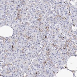 alpha-Galactosidase A/GLA Antibody, Novus Biologicals 0.1mL; Unlabeled:Antibodies,