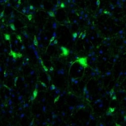alpha-N-acetylglucosaminidase/NAGLU Antibody, Novus Biologicals 25 &mu;L;
