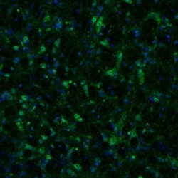 alpha-N-acetylglucosaminidase/NAGLU Antibody, Novus Biologicals 25 &mu;L;