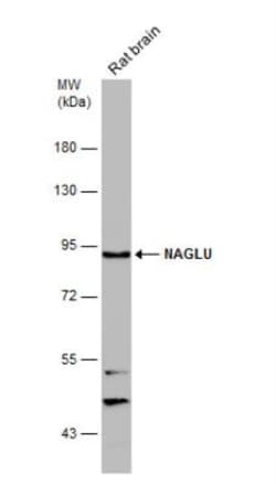 alpha-N-acetylglucosaminidase/NAGLU Antibody, Novus Biologicals 0.1mL;