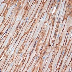 alpha-Sarcoglycan Rabbit anti-Human, Mouse, Rat, Clone: 3W3Q10, Novus Biologicals:Antibodies:Primary