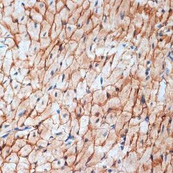 alpha-Sarcoglycan Rabbit anti-Human, Mouse, Rat, Clone: 3W3Q10, Novus Biologicals:Antibodies:Primary