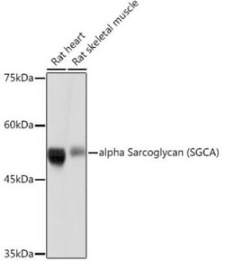 alpha-Sarcoglycan Rabbit anti-Human, Mouse, Rat, Clone: 3W3Q10, Novus Biologicals:Antibodies:Primary