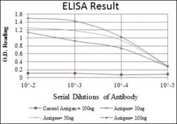 alpha-Smooth Muscle Actin Antibody (1H8), Novus Biologicals:Antibodies:Primary