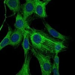 alpha-Smooth Muscle Actin Antibody (1H8), Novus Biologicals:Antibodies:Primary