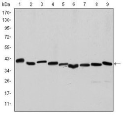 alpha-Smooth Muscle Actin Antibody (4A4), Novus Biologicals 0.025mL; Unlabeled:Antibodies,