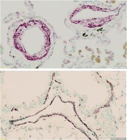 alpha-Smooth Muscle Actin Antibody, Novus Biologicals 0.1mg; Unlabeled:Antibodies,